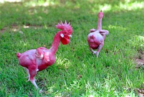 featherless chicken breed|Naked Neck Chicken: All You Need To。